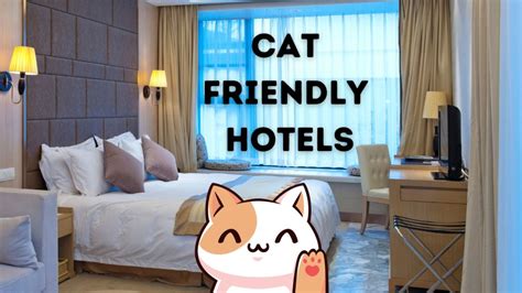 hampton cat friendly|Hotels That Allow Cats {+ the MOST Cat Friendly Hotel Chains}.